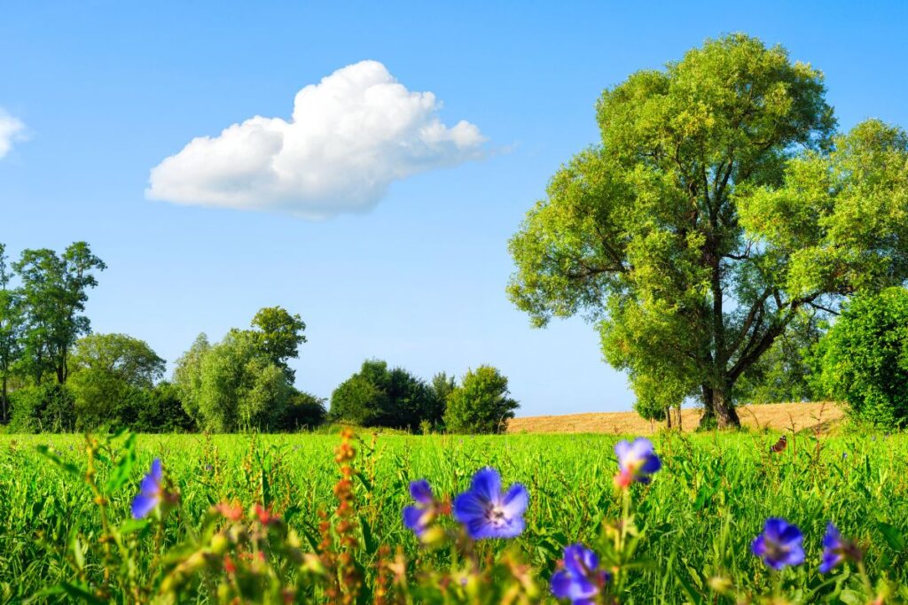 10 US States That Serve Up Nearly Perfect Weather Year‑Round