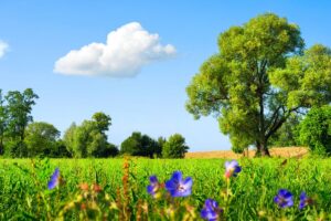 10 US States That Serve Up Nearly Perfect Weather Year‑Round