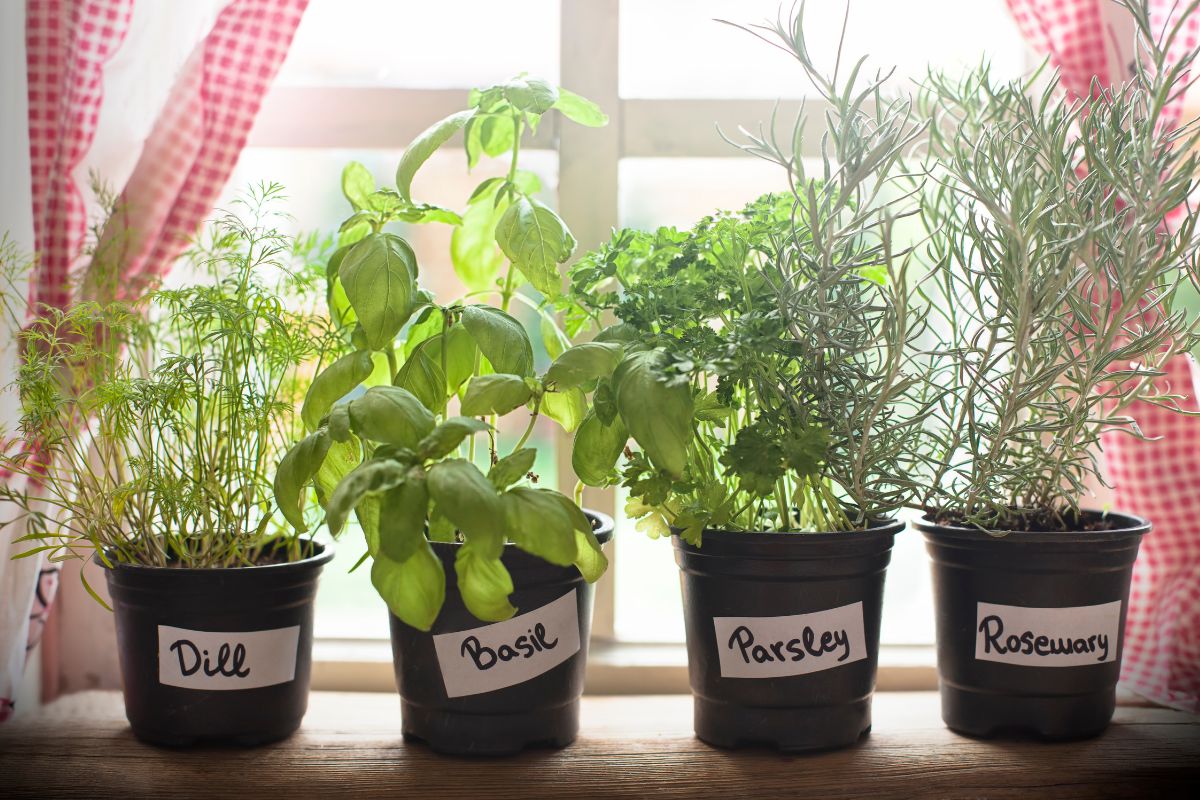 pic Herbs for garden