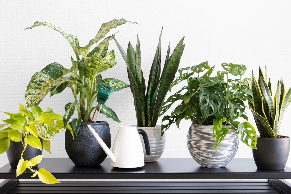 plant