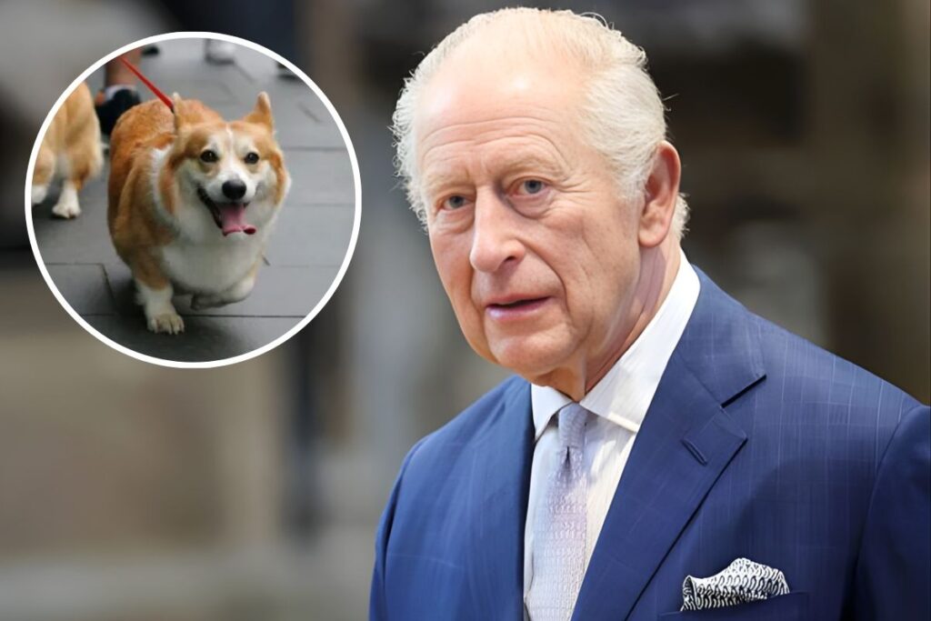 King Charles Allegedly Wants to Take the Queen's Corgis