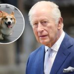 King Charles Allegedly Wants to Take the Queen's Corgis