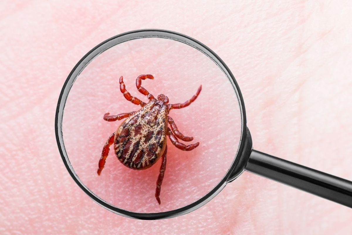 Lyme Disease Cases