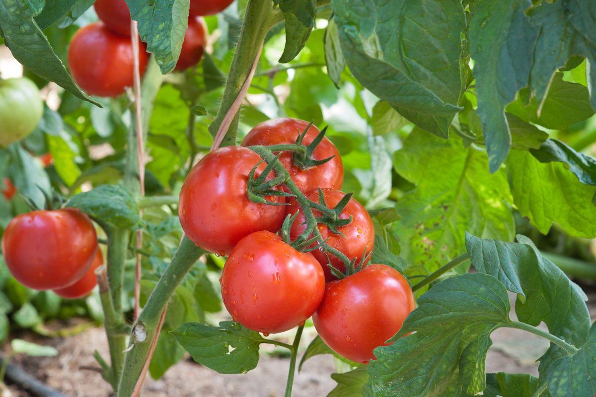 Tomatoes