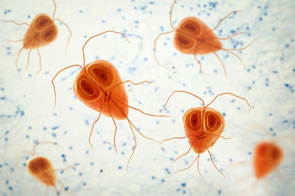 Giardiasis